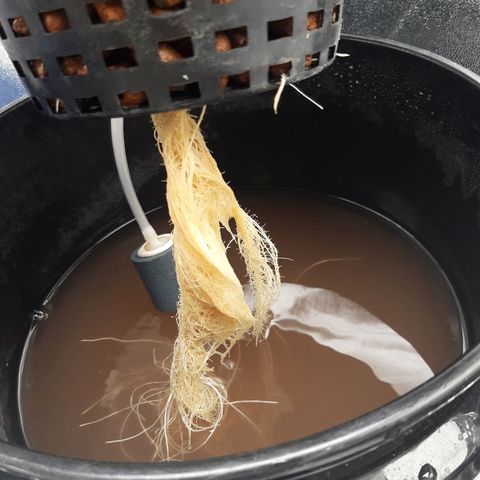Tropicana cookies  growlog timeline photo
