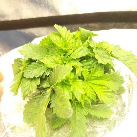 Tropicana cookies  growlog timeline photo