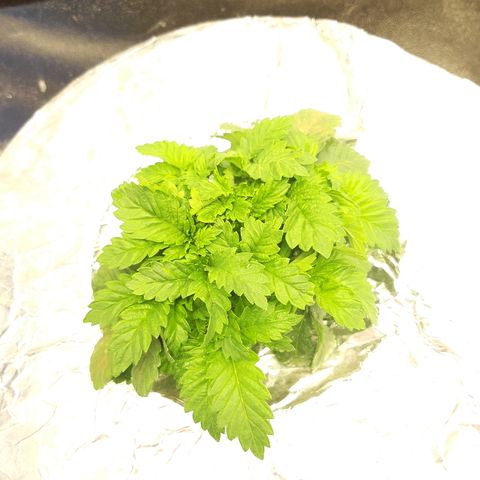Tropicana cookies  growlog timeline photo