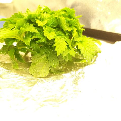 Tropicana cookies  growlog timeline photo