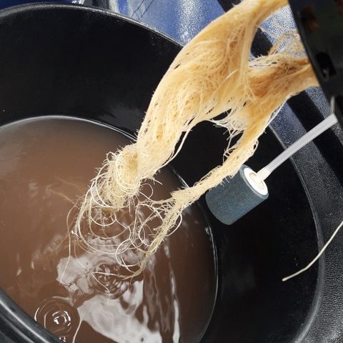 Tropicana cookies  growlog timeline photo