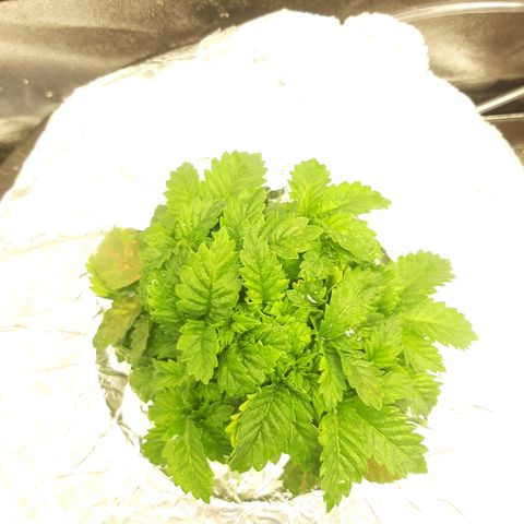 Tropicana cookies  growlog timeline photo
