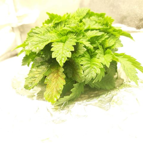 Tropicana cookies  growlog timeline photo