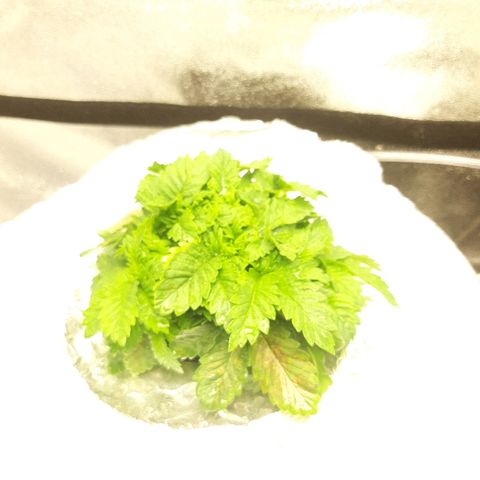 Tropicana cookies  growlog timeline photo