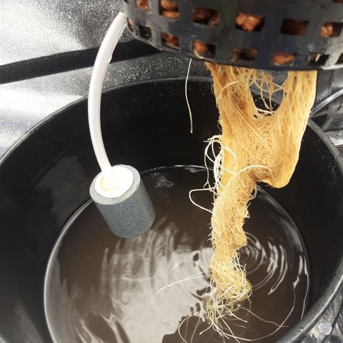 Tropicana cookies  growlog timeline photo