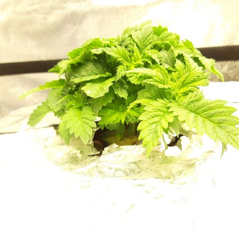 Tropicana cookies  growlog timeline photo