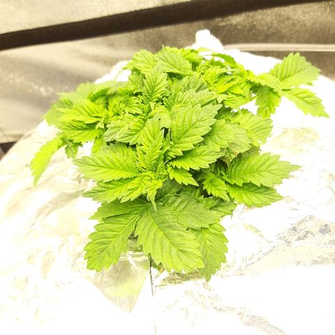 Tropicana cookies  growlog timeline photo
