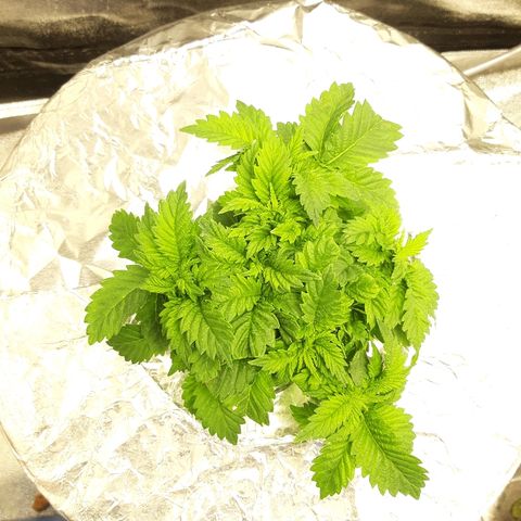 Tropicana cookies  growlog timeline photo