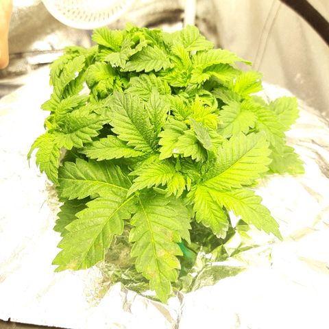 Tropicana cookies  growlog timeline photo
