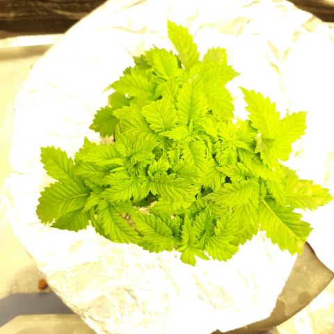 Tropicana cookies  growlog timeline photo