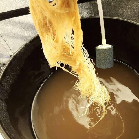 Tropicana cookies  growlog timeline photo