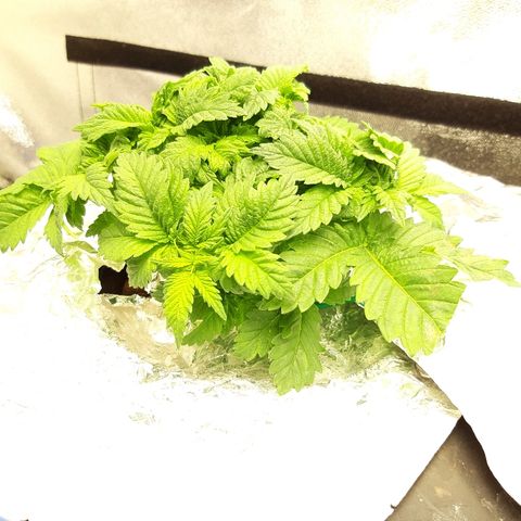 Tropicana cookies  growlog timeline photo