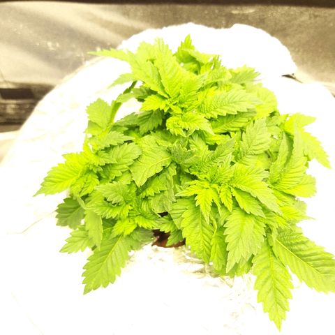 Tropicana cookies  growlog timeline photo