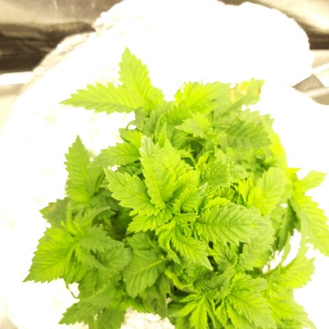 Tropicana cookies  growlog timeline photo