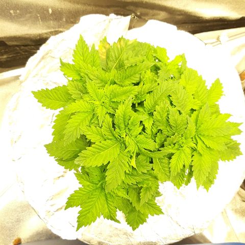 Tropicana cookies  growlog timeline photo