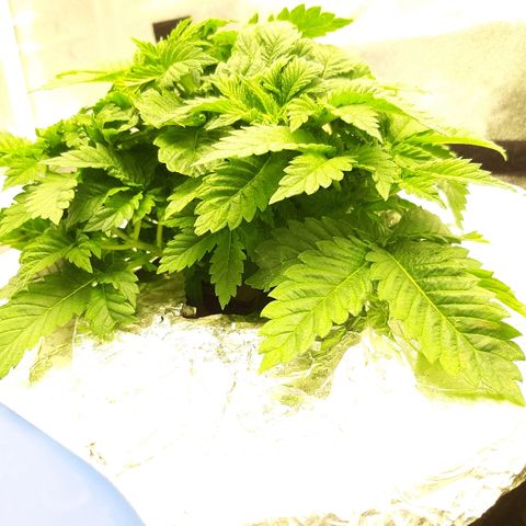 Tropicana cookies  growlog timeline photo