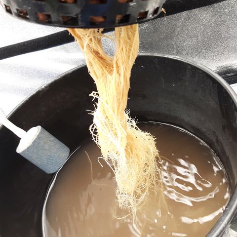 Tropicana cookies  growlog timeline photo