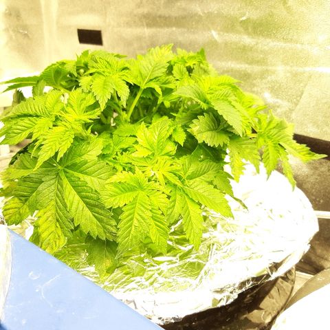 Tropicana cookies  growlog timeline photo