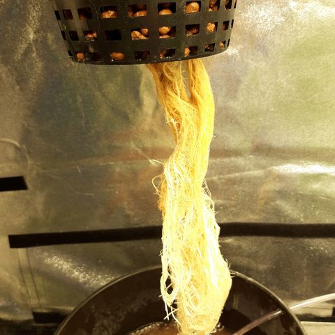 Tropicana cookies  growlog timeline photo