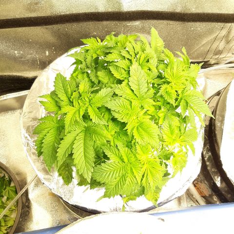Tropicana cookies  growlog timeline photo