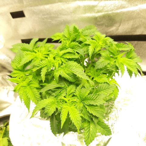 Tropicana cookies  growlog timeline photo