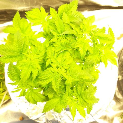 Tropicana cookies  growlog timeline photo