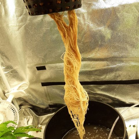 Tropicana cookies  growlog timeline photo