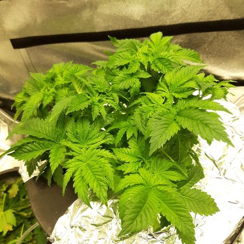 Tropicana cookies  growlog timeline photo