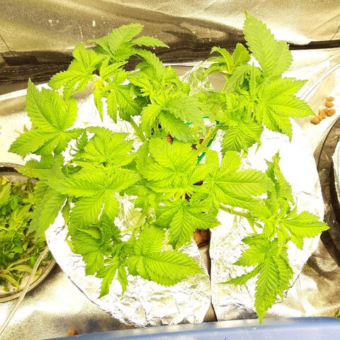Tropicana cookies  growlog timeline photo