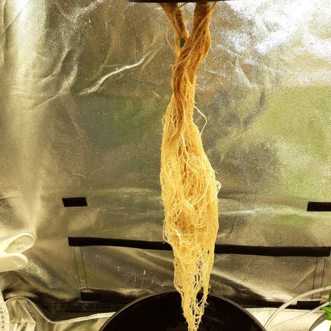Tropicana cookies  growlog timeline photo
