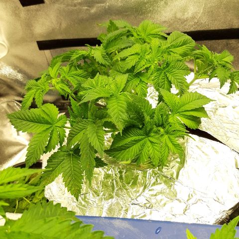 Tropicana cookies  growlog timeline photo