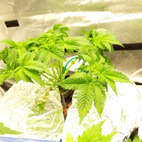 Tropicana cookies  growlog timeline photo