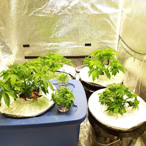 Tropicana cookies  growlog timeline photo