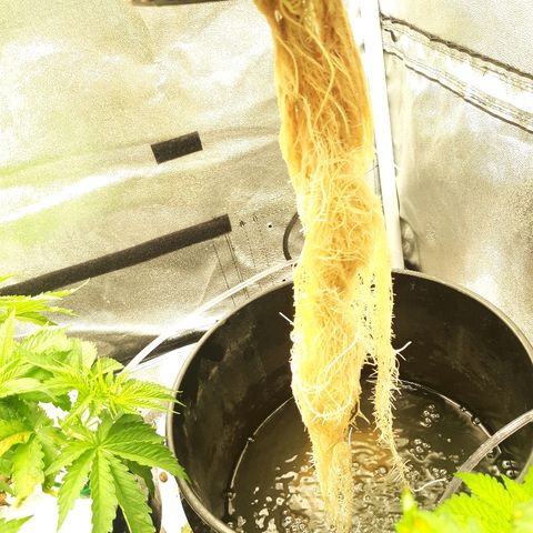 Tropicana cookies  growlog timeline photo