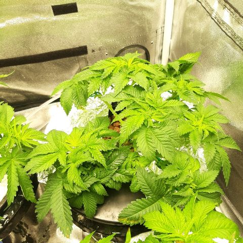 Tropicana cookies  growlog timeline photo