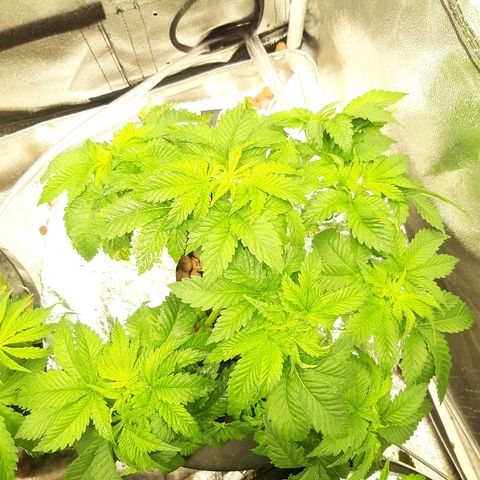 Tropicana cookies  growlog timeline photo