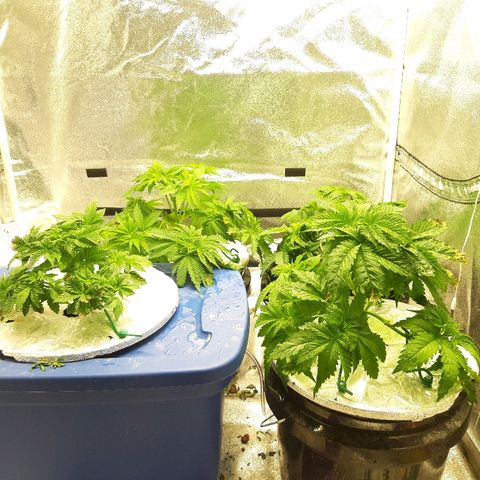 Tropicana cookies  growlog timeline photo