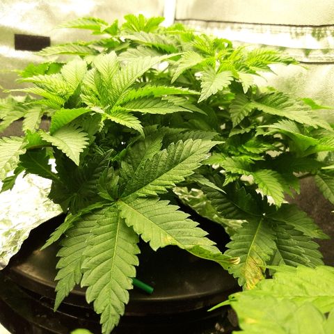 Tropicana cookies  growlog timeline photo