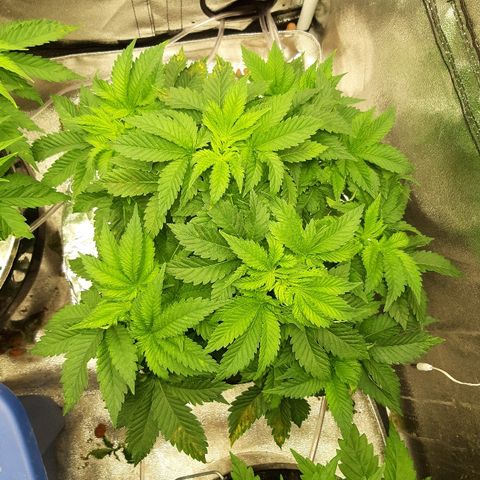 Tropicana cookies  growlog timeline photo