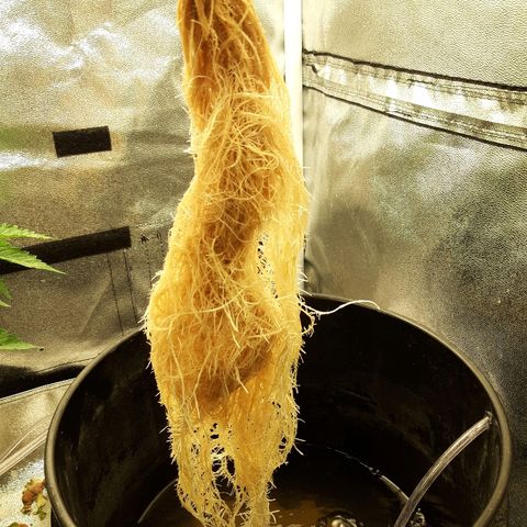 Tropicana cookies  growlog timeline photo