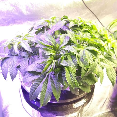 Tropicana cookies  growlog timeline photo