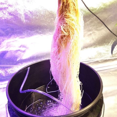 Tropicana cookies  growlog timeline photo