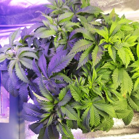 Tropicana cookies  growlog timeline photo
