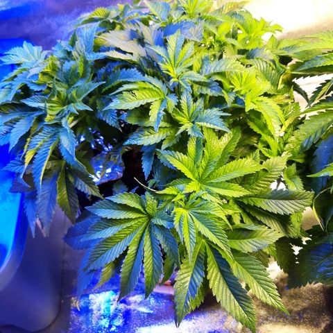 Tropicana cookies  growlog timeline photo