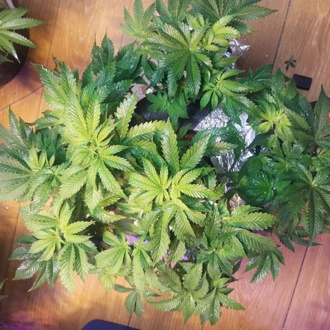 Tropicana cookies  growlog timeline photo