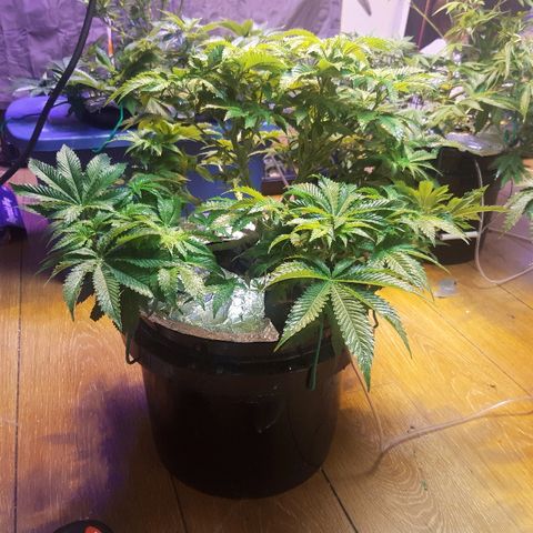 Tropicana cookies  growlog timeline photo