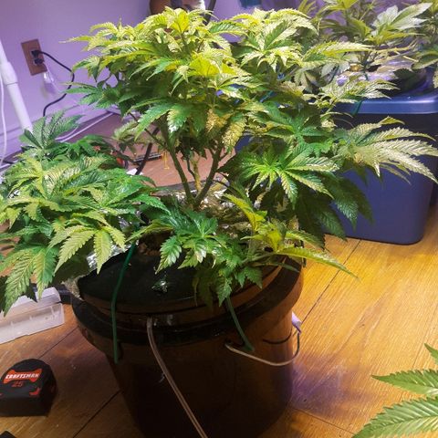 Tropicana cookies  growlog timeline photo