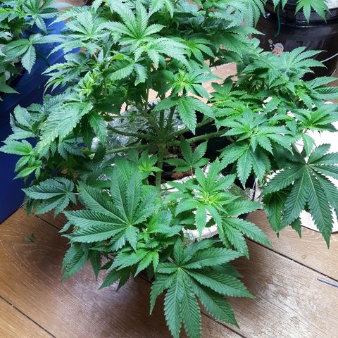 Tropicana cookies  growlog timeline photo