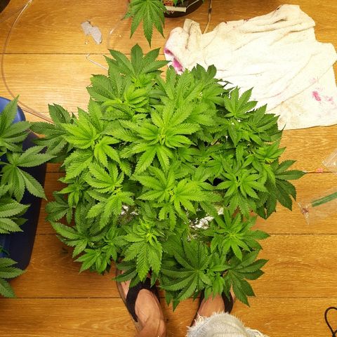 Tropicana cookies  growlog timeline photo