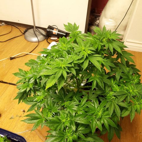 Tropicana cookies  growlog timeline photo